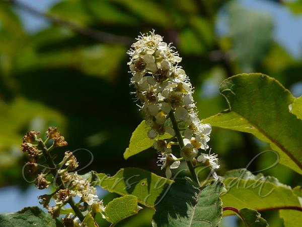 Himalayan Bird Cherry